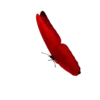 Borboletas 1 7