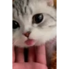 Mix animales 10 6