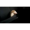 Mix animales 10 7