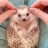 Mix animales 10 8