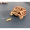 Frogggs 7
