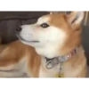 Mix animales 10 9