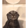 Mix animales 6 10