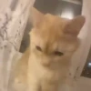 Mix animales 9 5