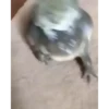 Frogggs 8