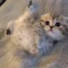 Mix animales 5 7