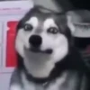 Mix animales 7 8