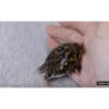 Frogggs 9