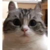 Mix animales 10 10