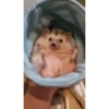 Mix animales 9 6