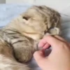Mix animales 10 11