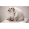 Mix animales 6 12