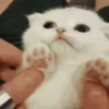 Mix animales 9 7