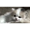 Mix animales 5 9