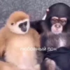 обезьRни пон :: @fStikBot 14