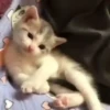 Mix animales 9 9