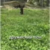 обезьRни пон :: @fStikBot 15