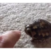 Frogggs 10