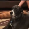 Mix animales 7 10