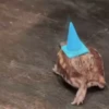 Frogggs 11