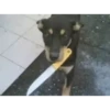 Mix animales 9 11
