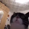 Mix animales 7 11