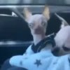 Mix animales 7 12