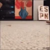 Mix animales 5 11
