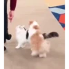 Mix animales 10 12