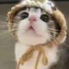 Mix animales 10 13