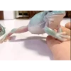 Frogggs 12