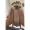 Mix animales 5 12