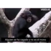 Miau 6