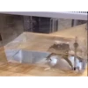 Frogggs 14