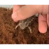 Frogggs 15