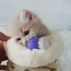 Mix animales 10 16