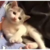Mix animales 9 14