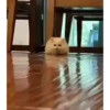 Mix animales 7 13