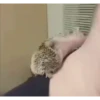 Mix animales 7 14