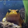 Frogggs 17