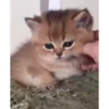 Mix animales 5 13