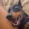 Mix animales 10 17