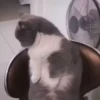 Cats 7