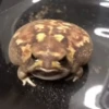 Frogggs 18