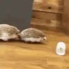 Mix animales 9 17