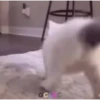 Mix animales 10 18