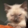 Mix animales 6 15