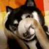 Mix animales 9 18