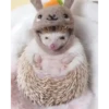 Mix animales 10 19