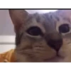 Mix animales 5 14